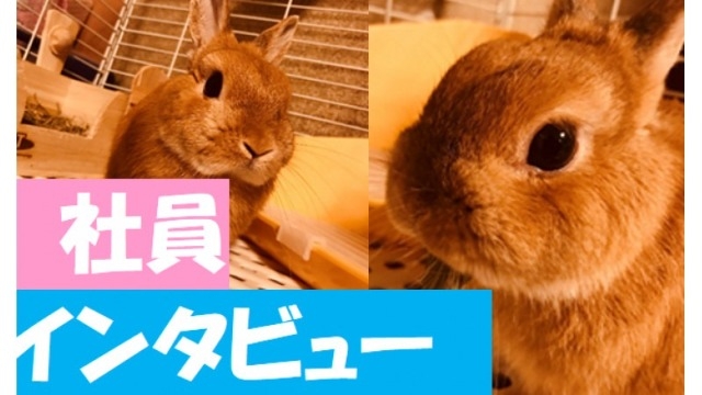 【NVS社員インタビュー#5】文系からエンジニアに挑戦した理由 新卒エンジニアYさん✨