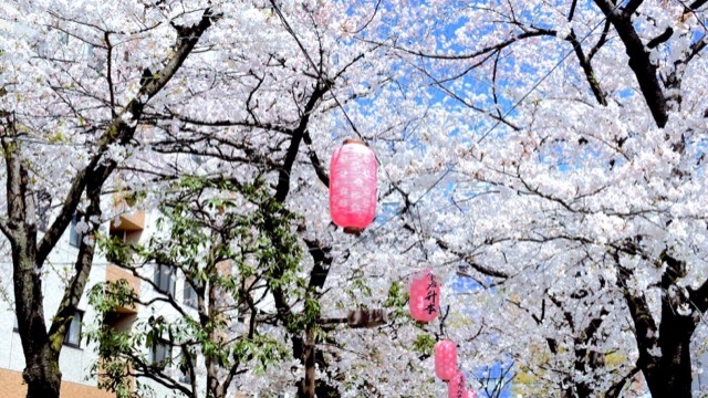 【悲報】いおびちゃん、2021年春のお花見断念