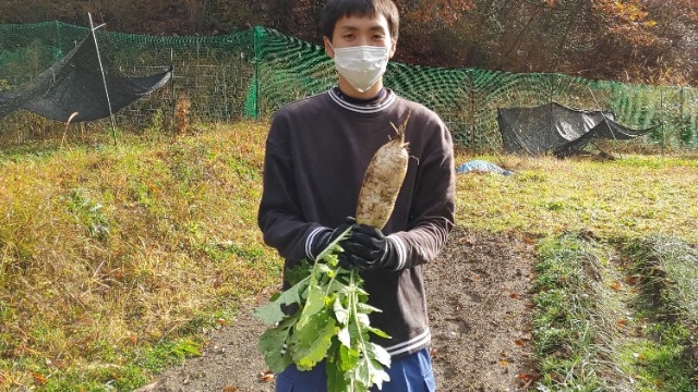 でぇこん採れた！