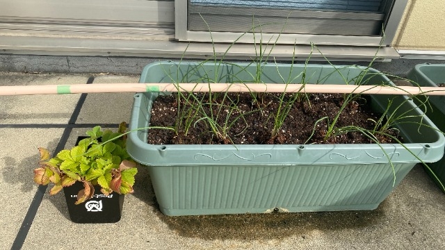 ベランダ菜園あります！