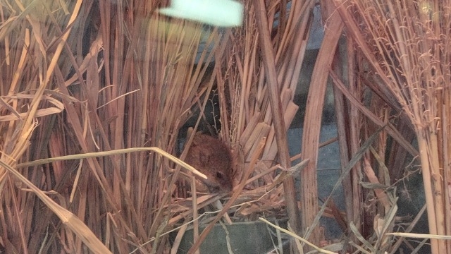 動物園は素材集めに良いぞ