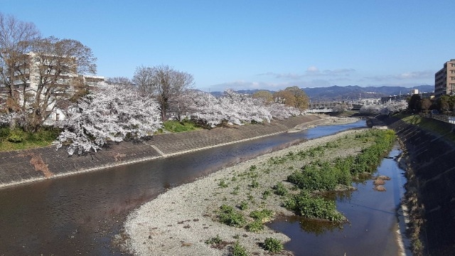 高槻は桜が満開です！