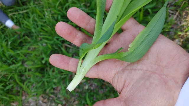 野山にスーツで消えていく人たち