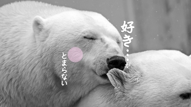「好き…」がとまらない