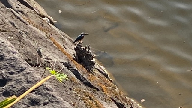 3.11　カワセミがいました！！！