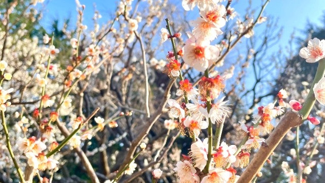 桜の時期です（梅ですが・・・）