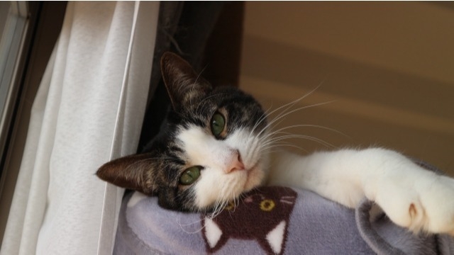 あざとさがある方が魅力的に見える