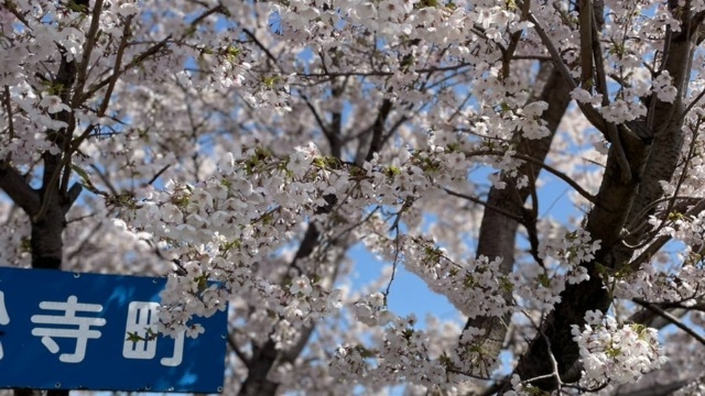桜の季節になりました