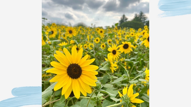 新卒3年目のお盆休み
