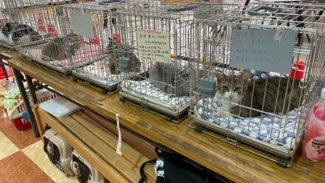 保護猫活動に応援しています！