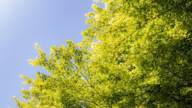 新卒３年目社員の夏休み