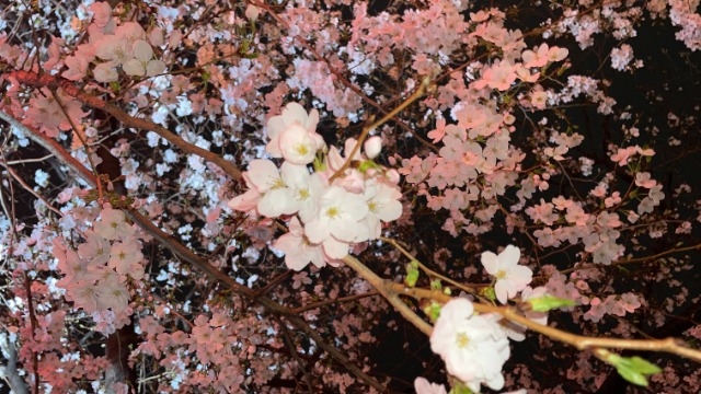 今年に入って雨男になりました。