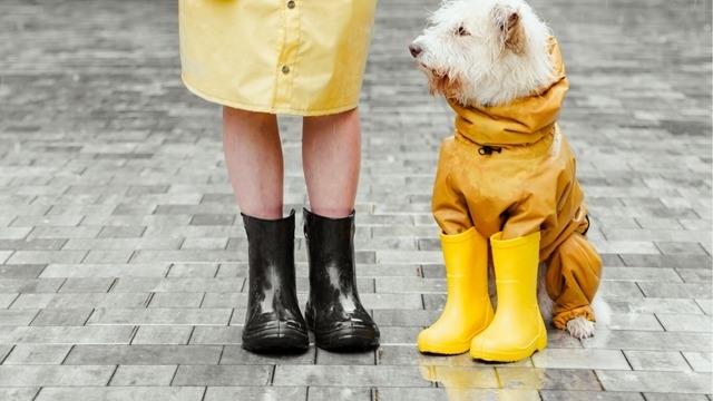【IOGってナニ？】梅雨に入りました☔