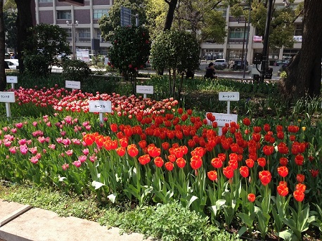 チューリップの花言葉！