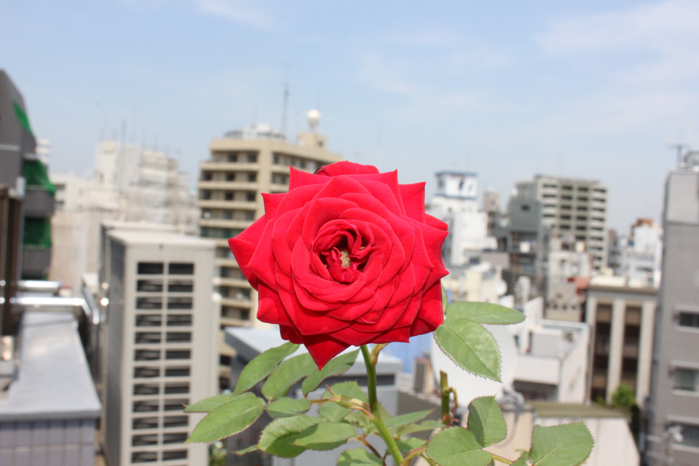 本社ベランダよりお届け