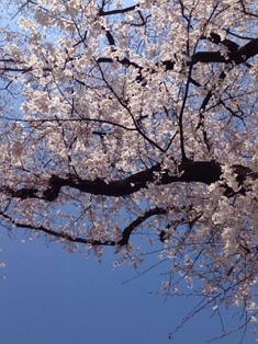 お花見、行きました